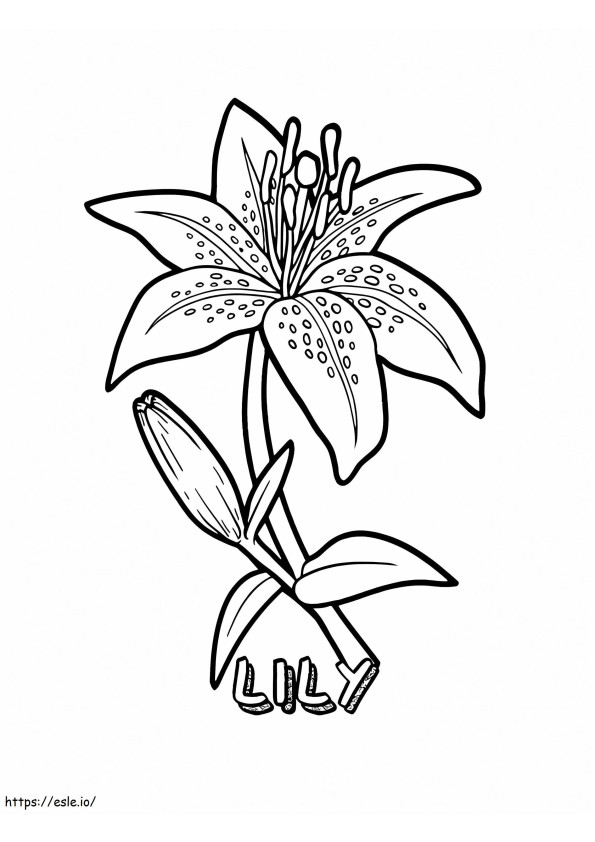 Lily Flower coloring page