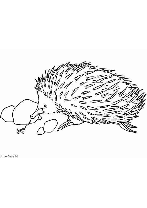 Little Echidna coloring page