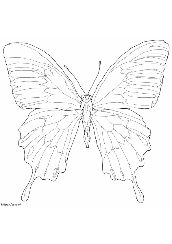 Motyl Ulissesa 1 kolorowanka