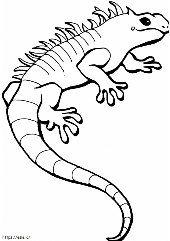 Coloriage Iguane normal à imprimer dessin