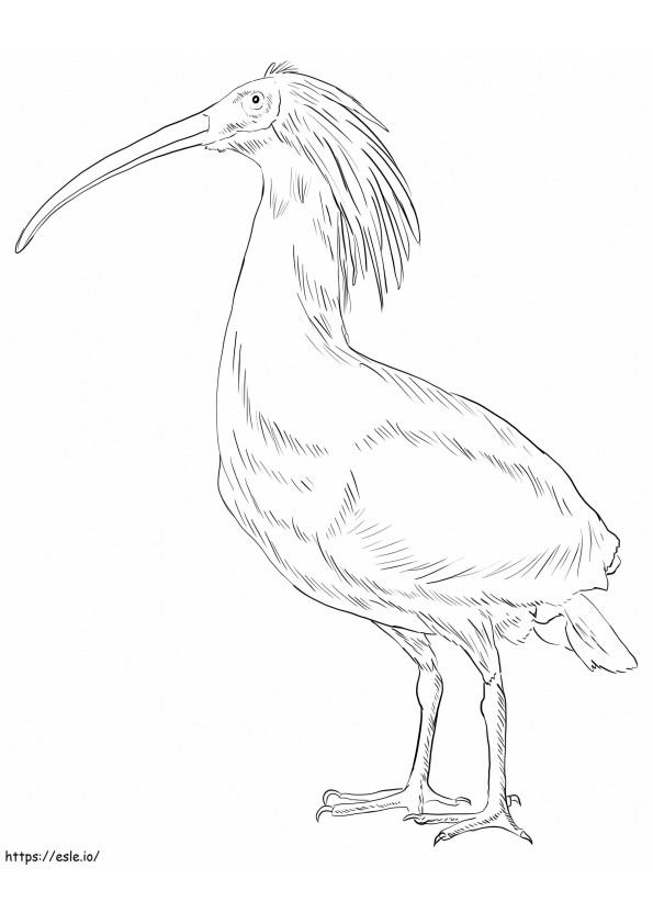 Crested Ibis coloring page
