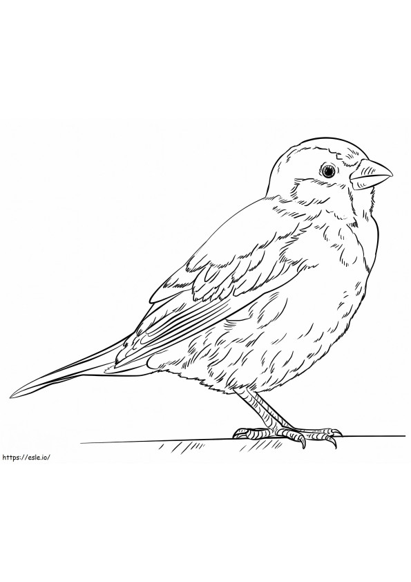 House Sparrow coloring page