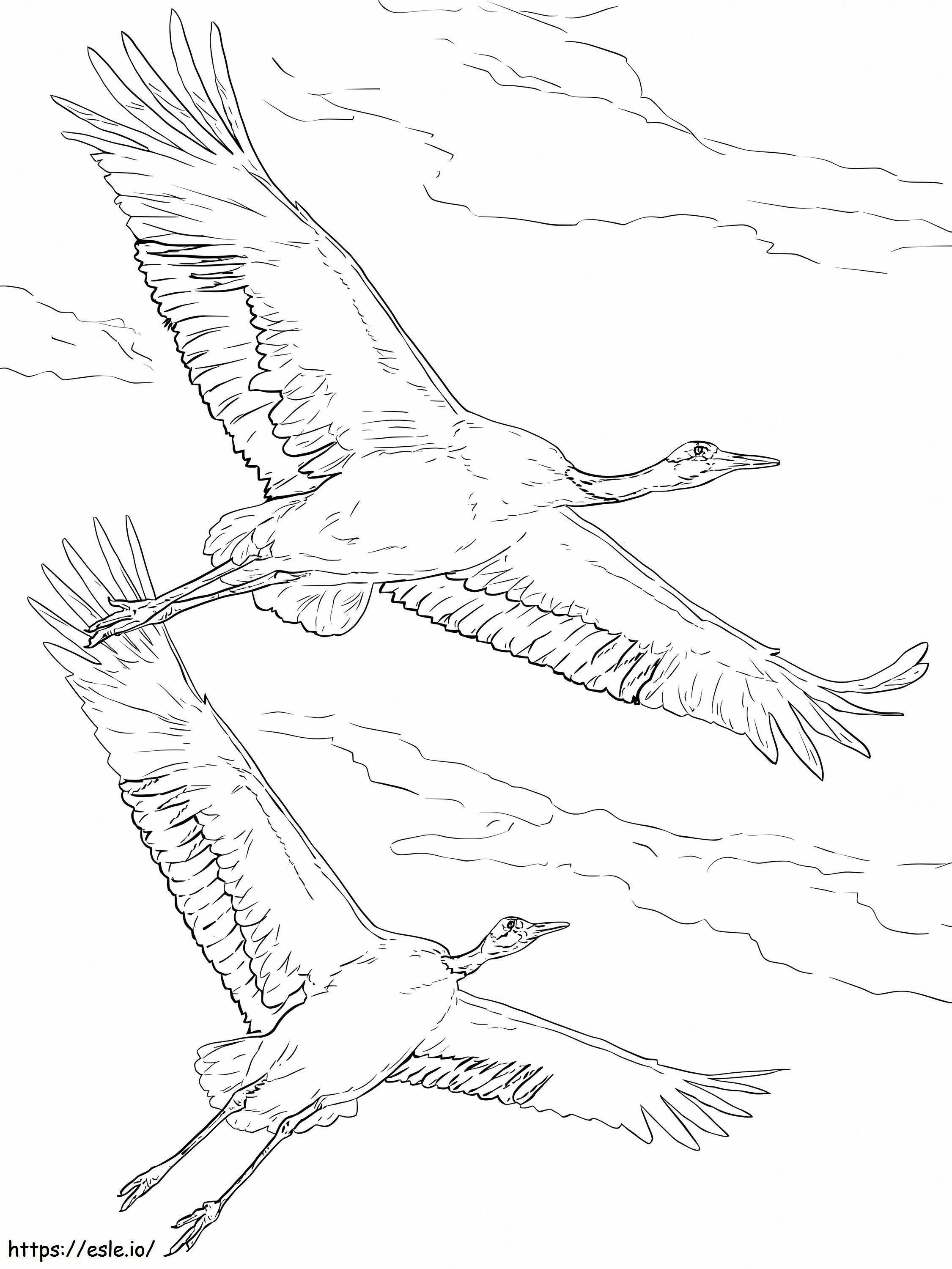 Red Crowned Cranes coloring page