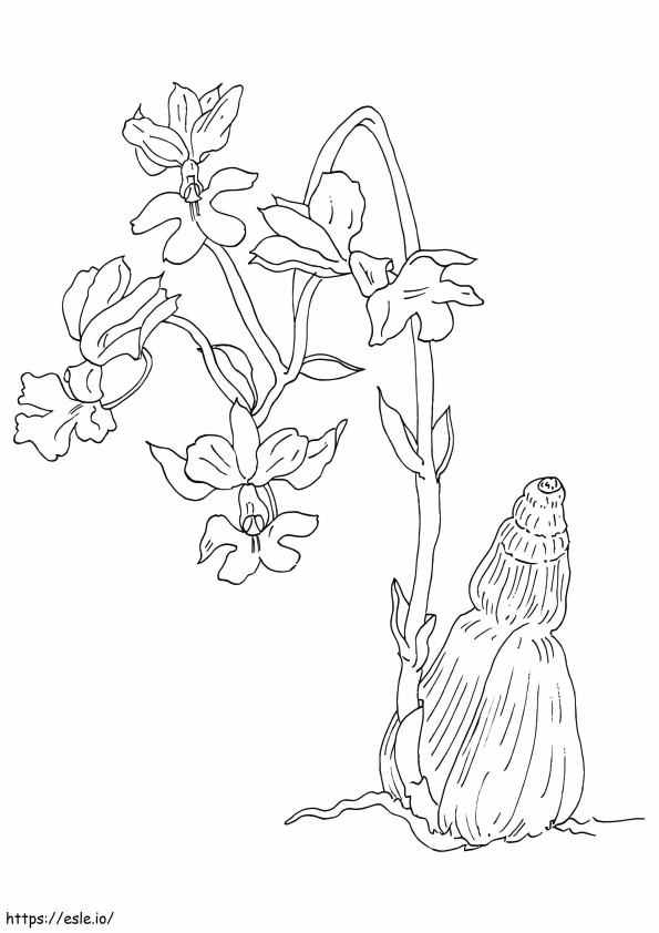 Print Orchid coloring page