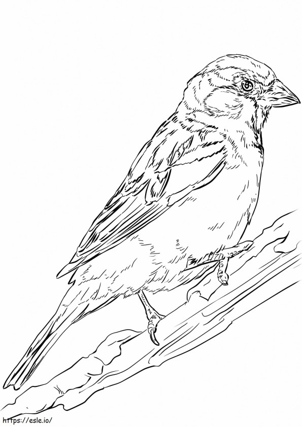 English Sparrow 724X1024 coloring page