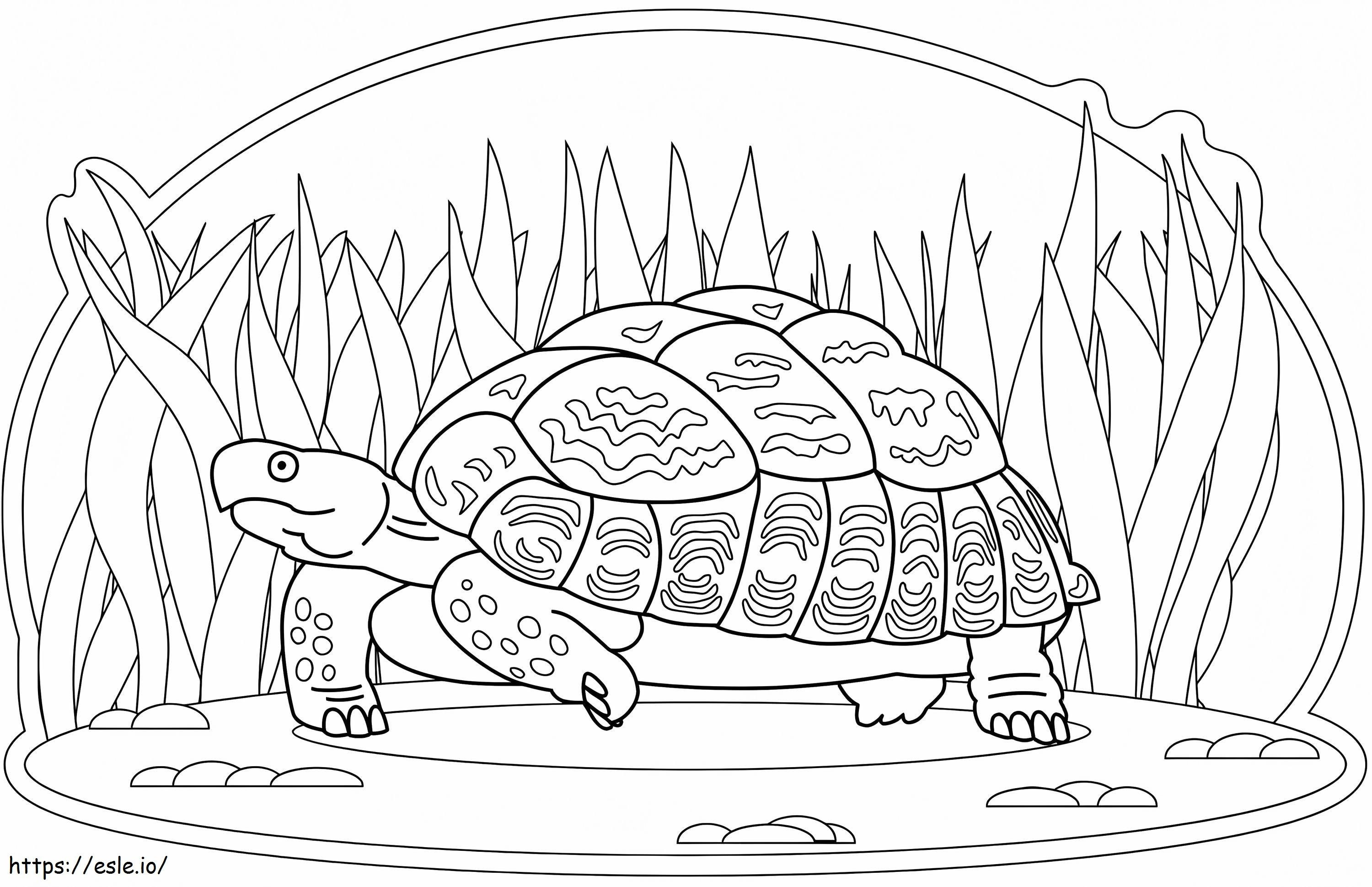 Passeios de tartaruga para colorir