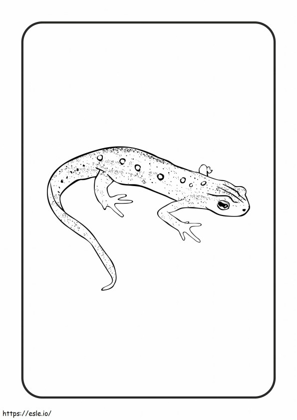 Eastern Newt Reptiles coloring page