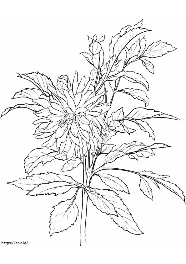 Coloriage Fleurs de Dahlia imprimables à imprimer dessin