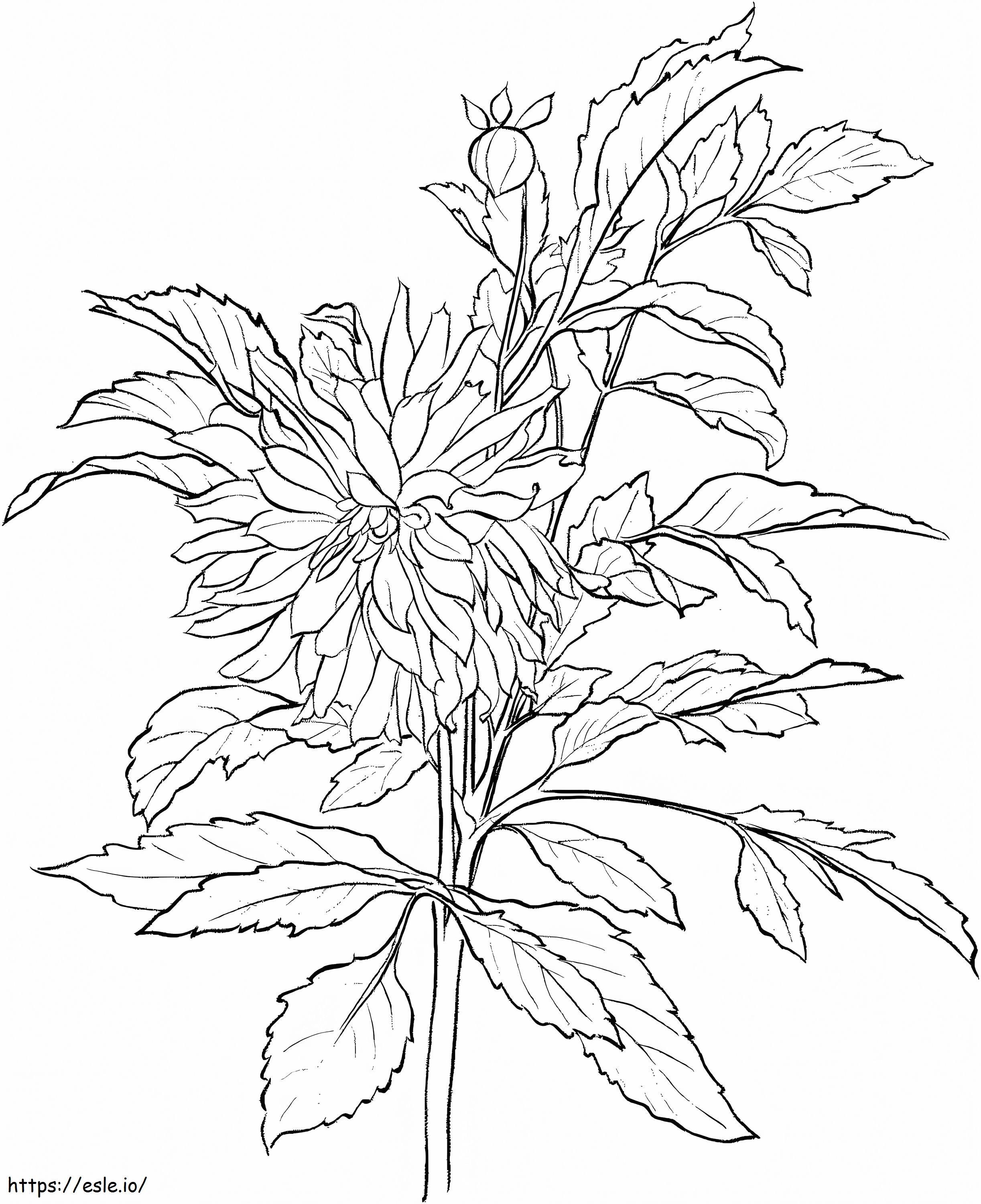 ダリアの花 ぬりえ 印刷用 無料