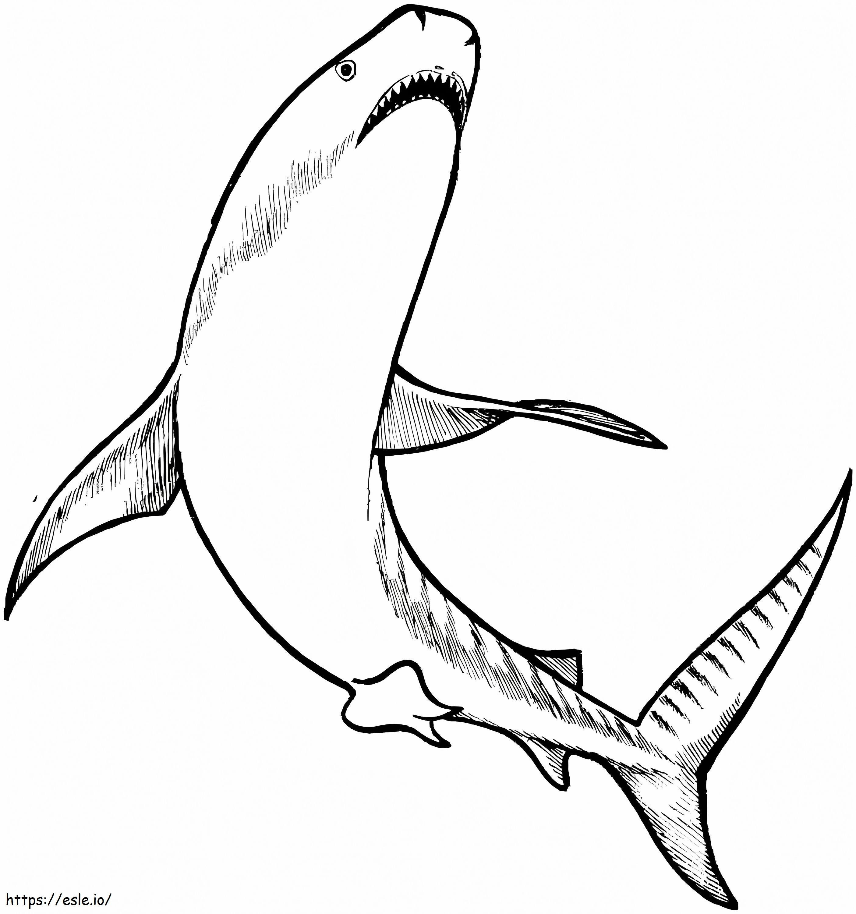 Coloriage Requin tigre à imprimer dessin