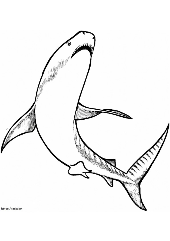 Coloriage Requin tigre à imprimer dessin