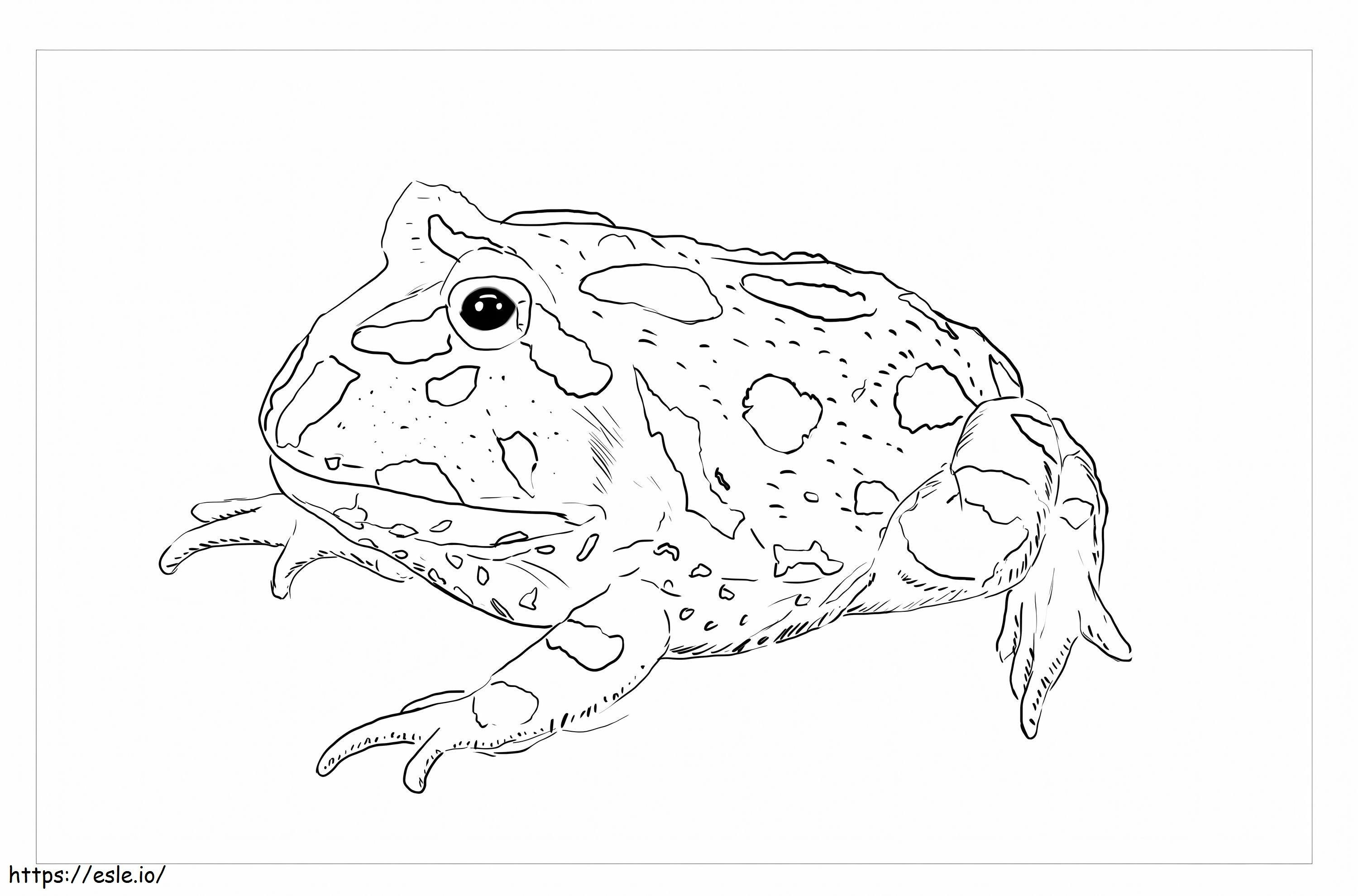 Free Frog coloring page