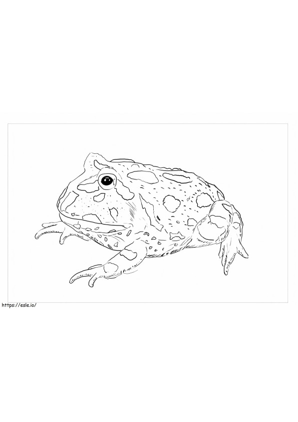 Free Frog coloring page