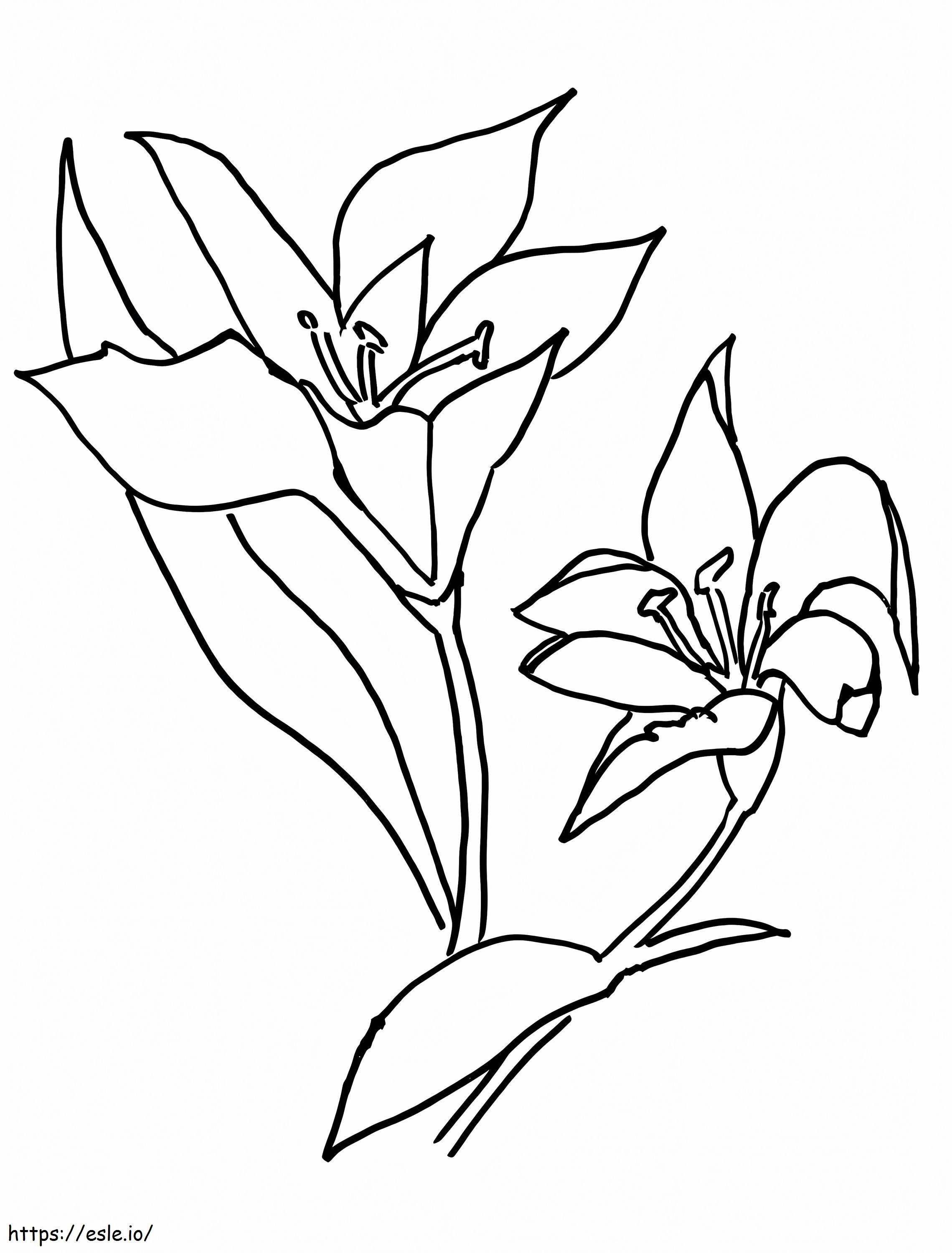 Two Lily Flowers coloring page