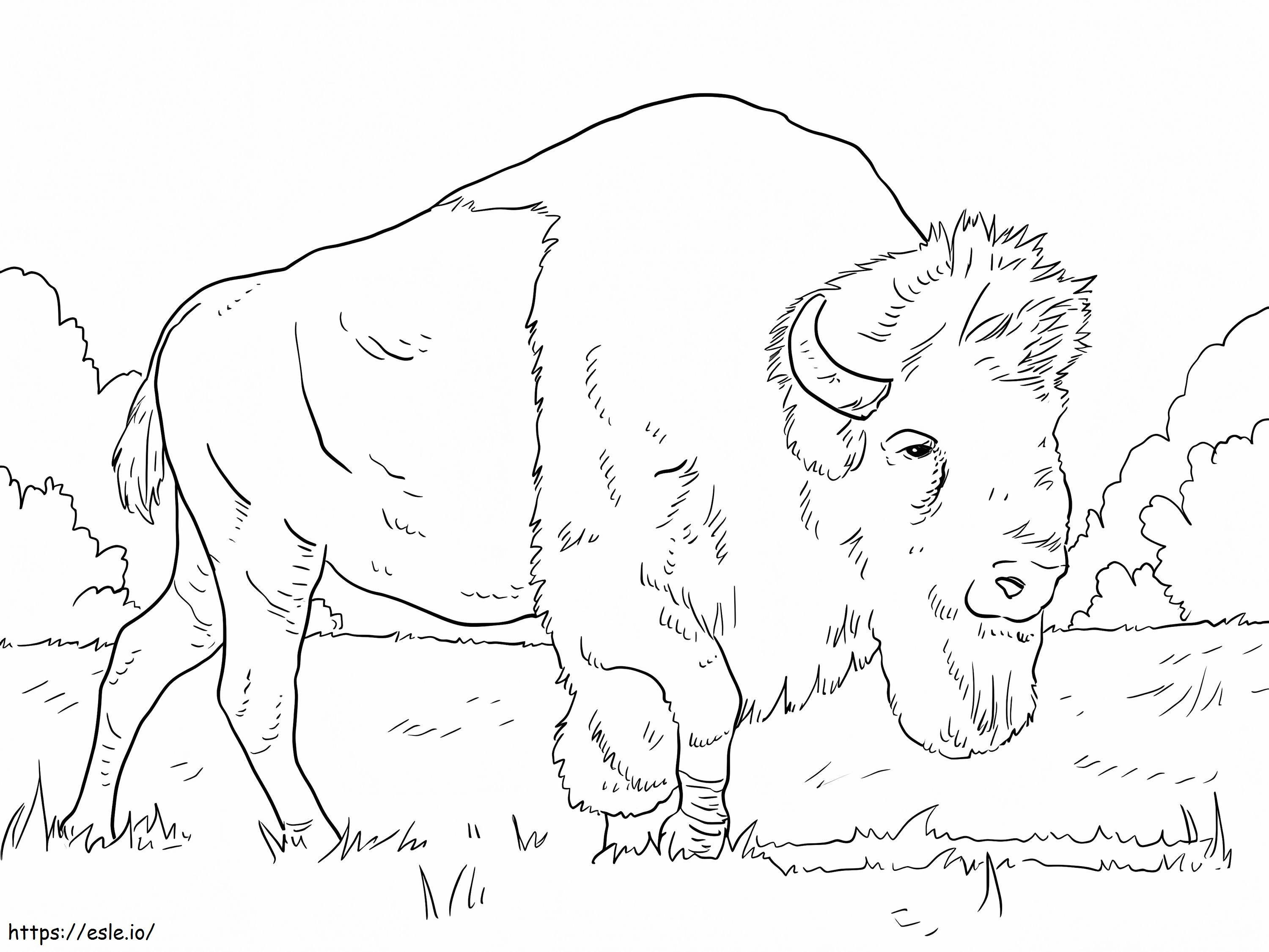 Bison Grazing On Grass coloring page