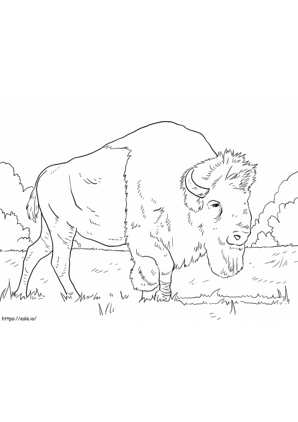 Bison Grazing On Grass coloring page
