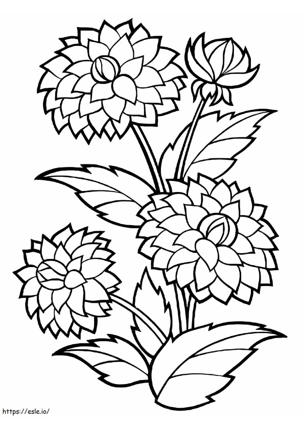 Tulostettavat Dahlia-kukat värityskuva