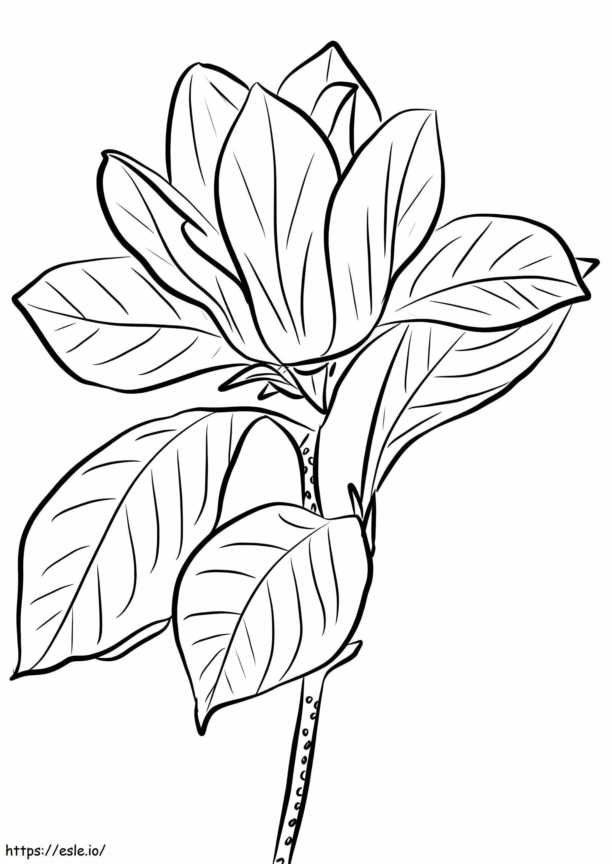 Flor de Magnólia 17 para colorir