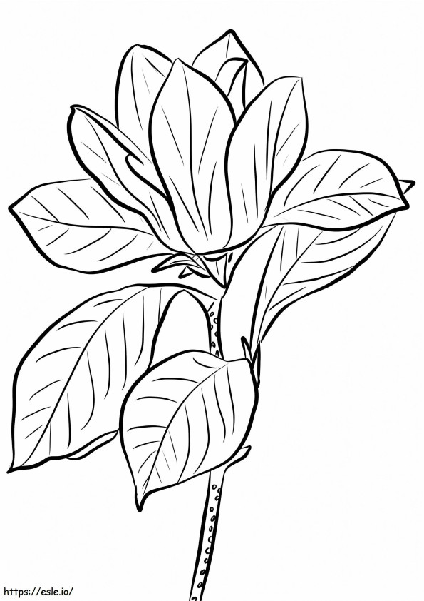 Floarea de magnolie 17 de colorat