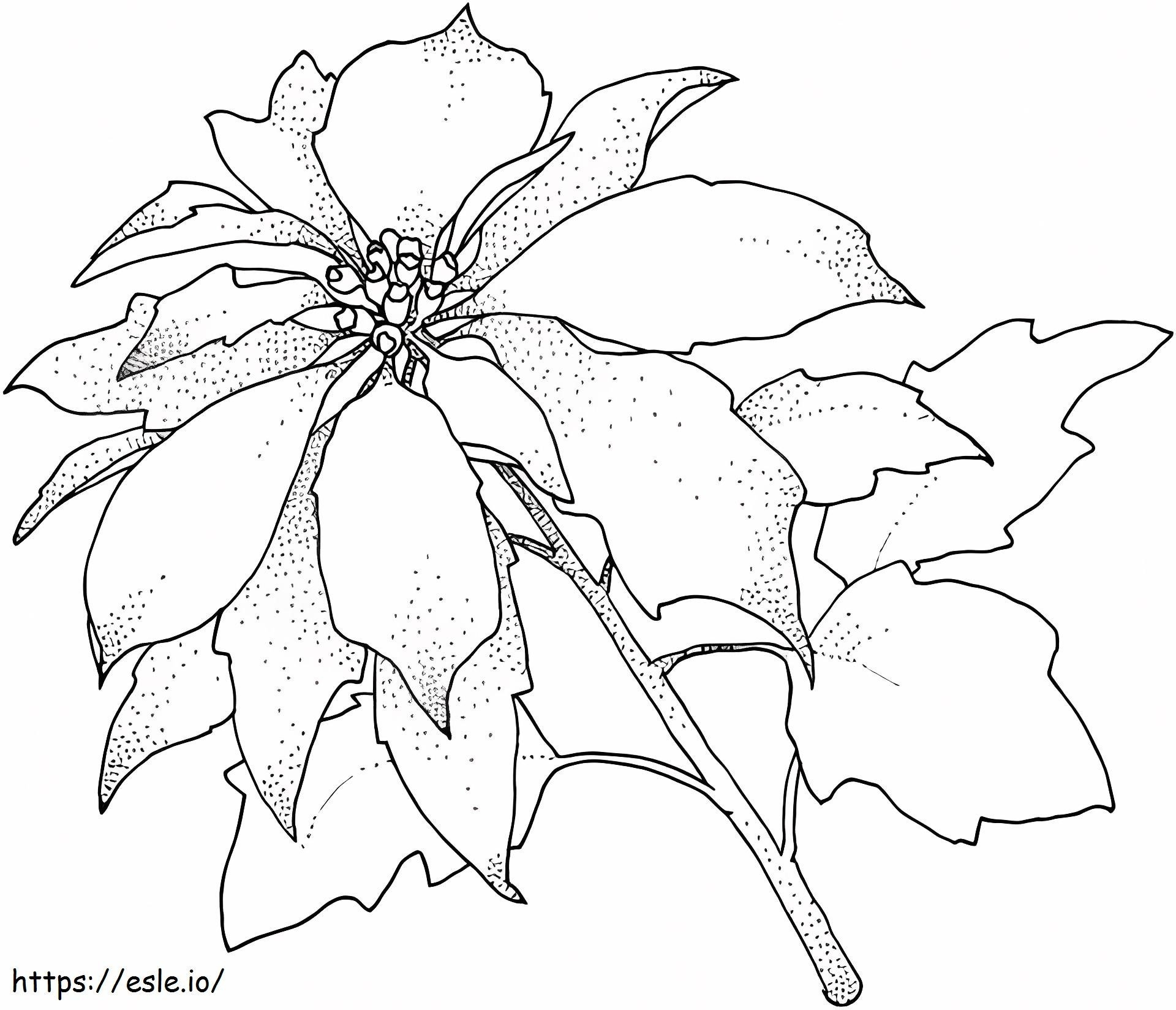 Coloriage 1527064192_Poinsettia Fleur de Noël à imprimer dessin