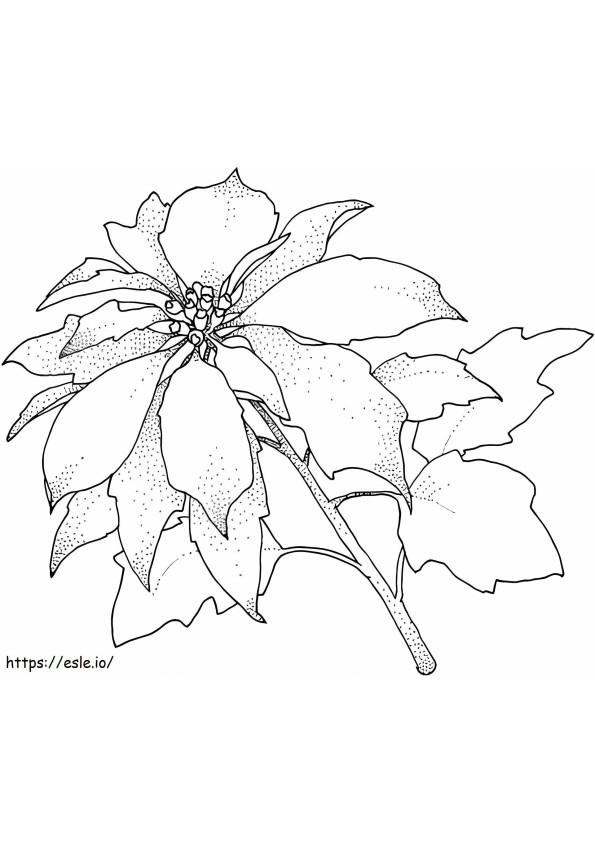Coloriage 1527064192_Poinsettia Fleur de Noël à imprimer dessin