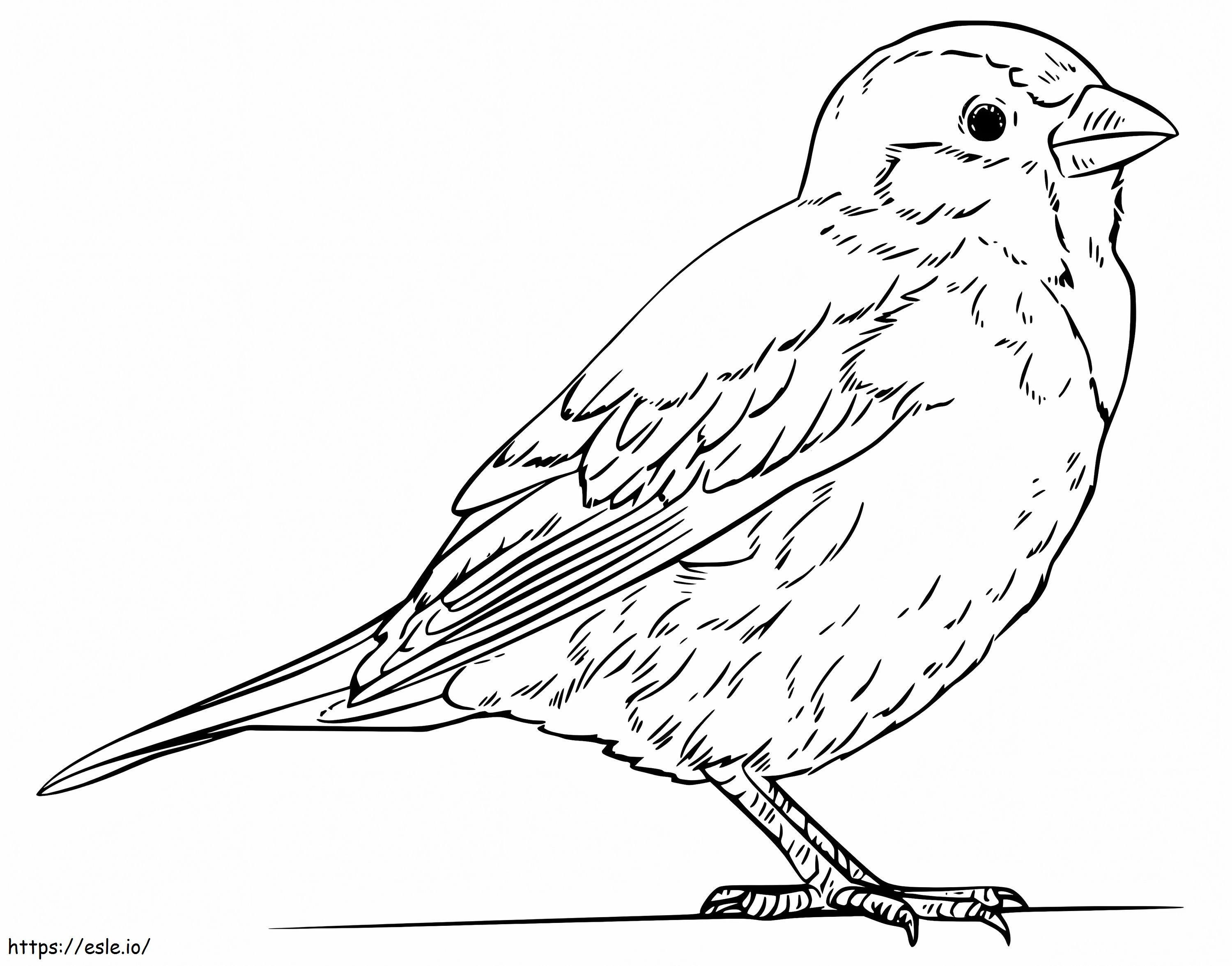 Coloriage Oiseau bleu réaliste à imprimer dessin
