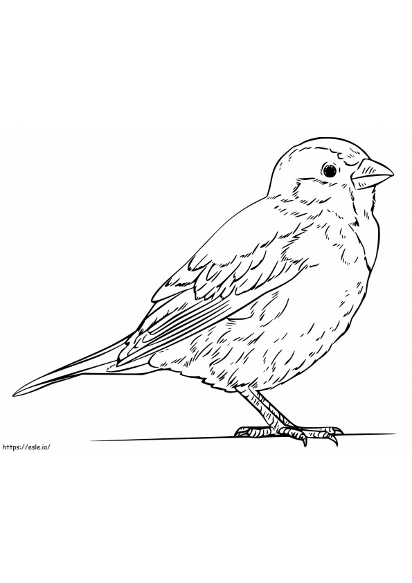 Coloriage Oiseau bleu réaliste à imprimer dessin