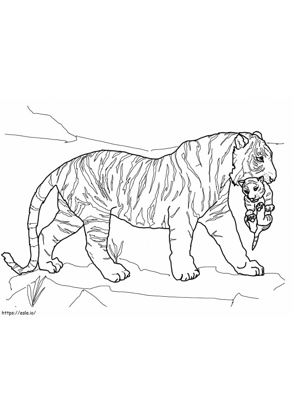 Moedertijger die babytijger draagt