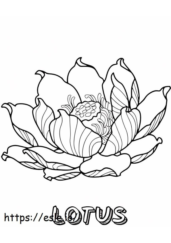 Coloriage Lotus2 à imprimer dessin