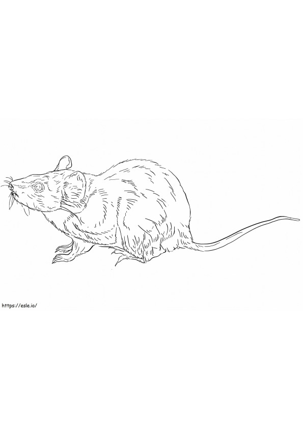 Southern Brown Bandicoot