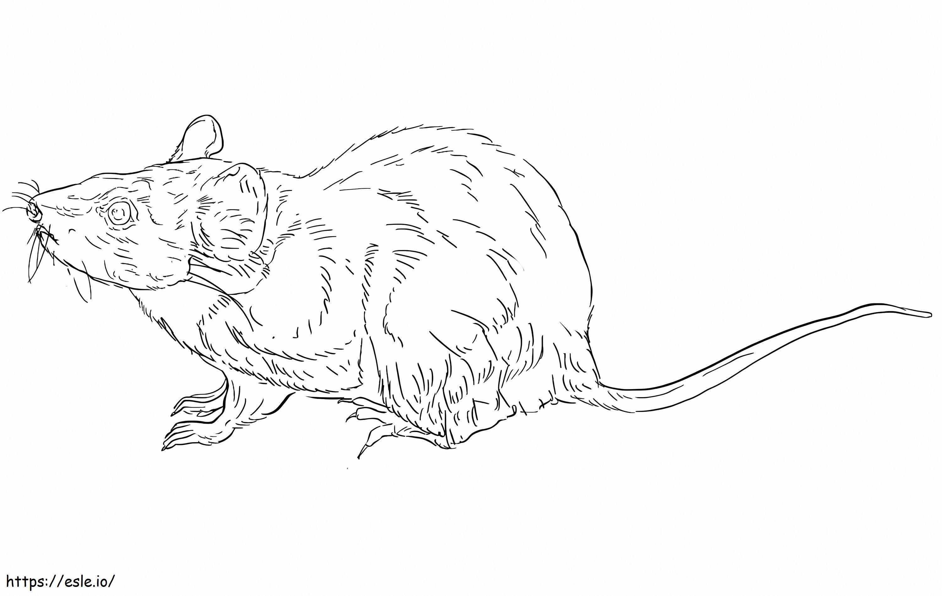 Southern Brown Bandicoot coloring page for kids