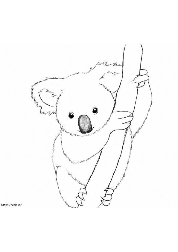 Coloriage Koala réaliste à imprimer dessin