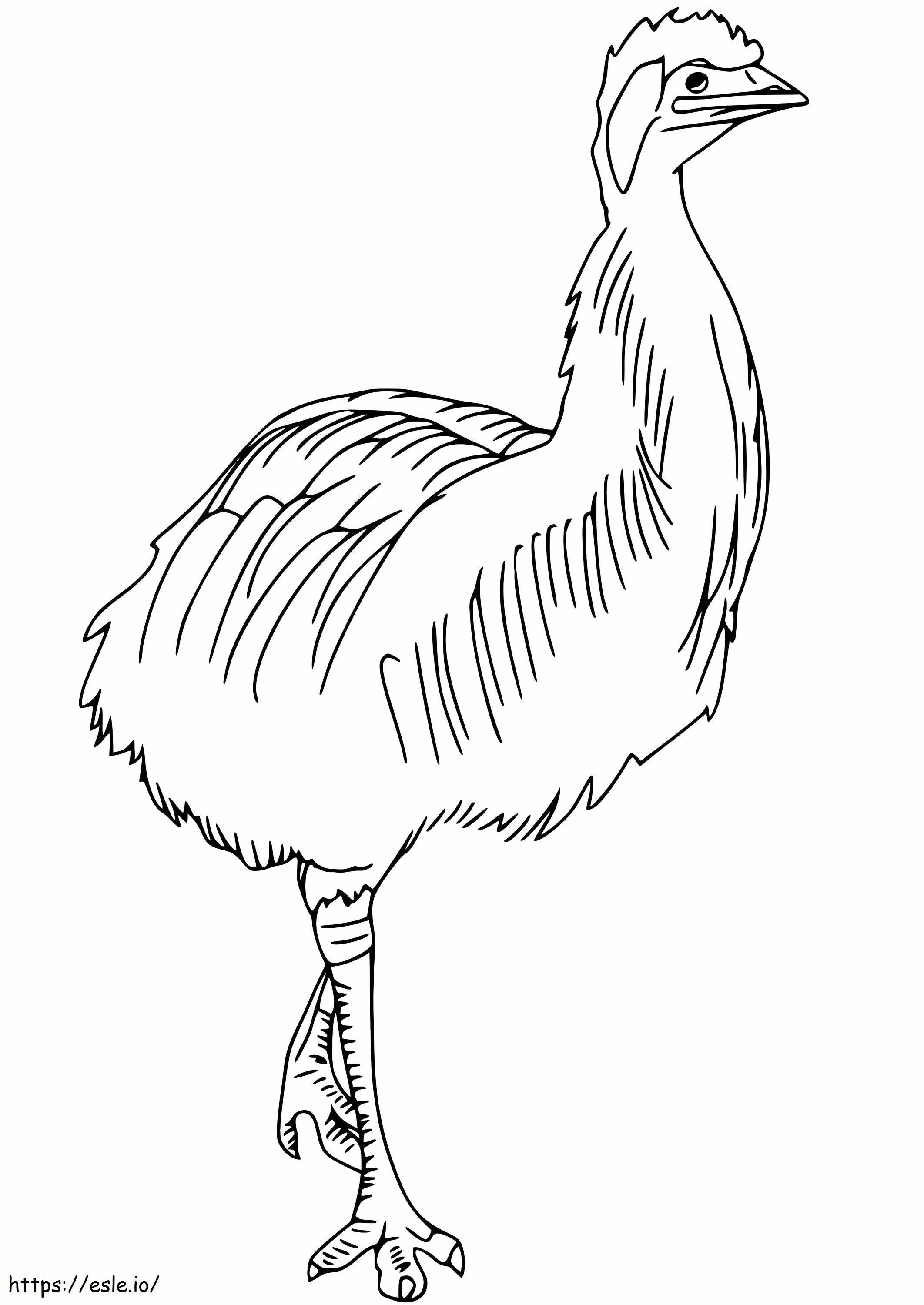 Kazuar karłowaty kolorowanka