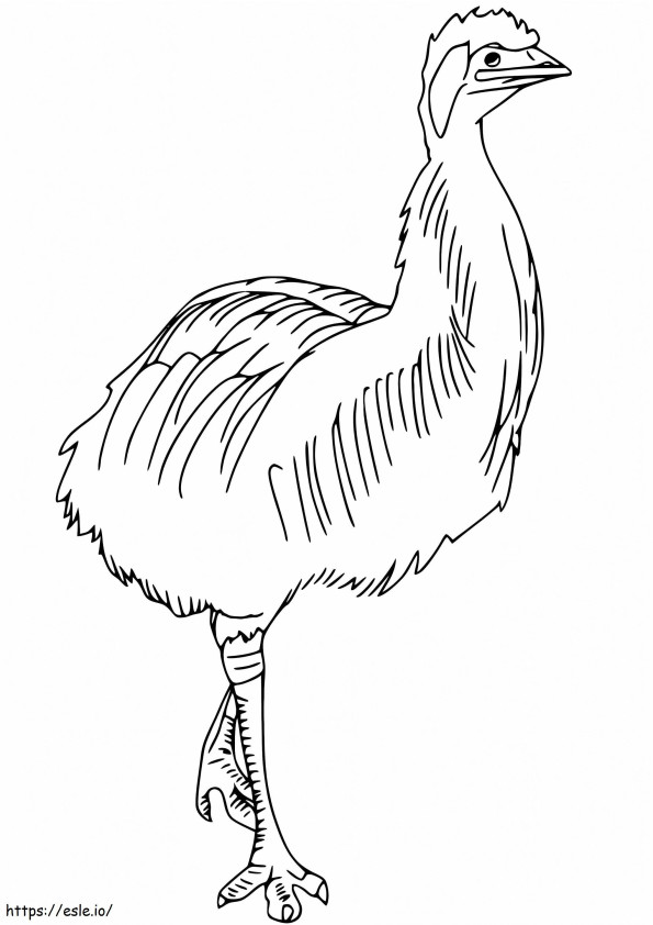 Dwarf Cassowary coloring page