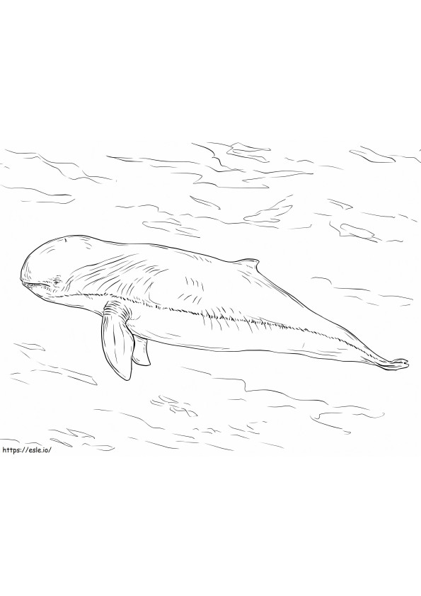 イラワジイルカ ぬりえ - 塗り絵