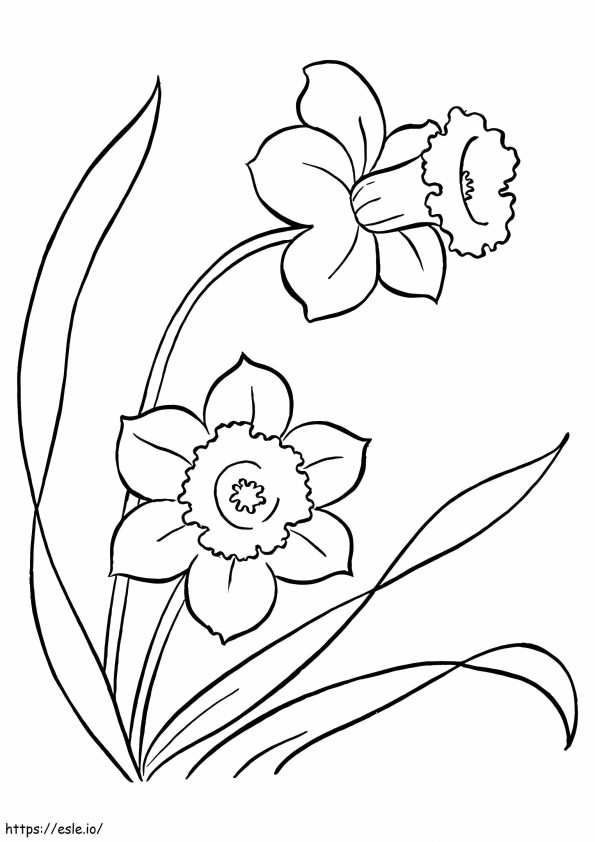 1528165228 The Daffodil A4 coloring page