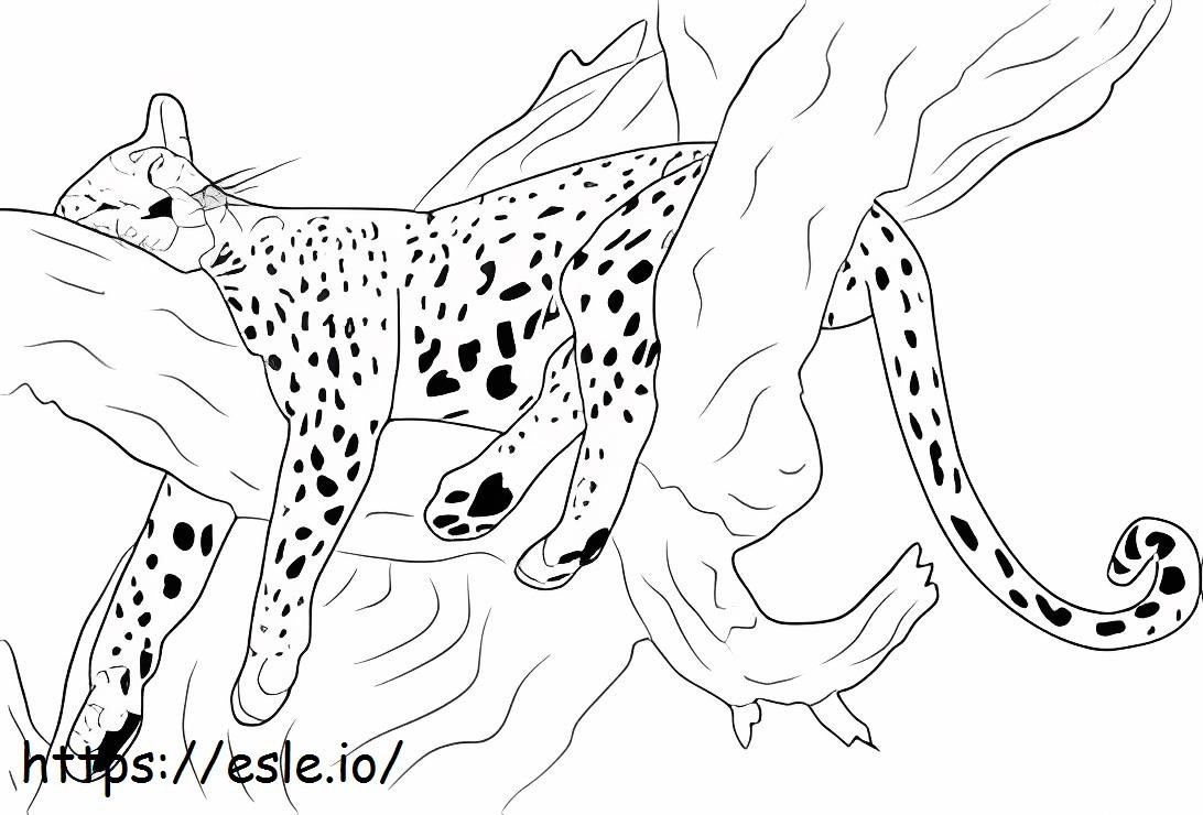 Gepard śpi na drzewie kolorowanka
