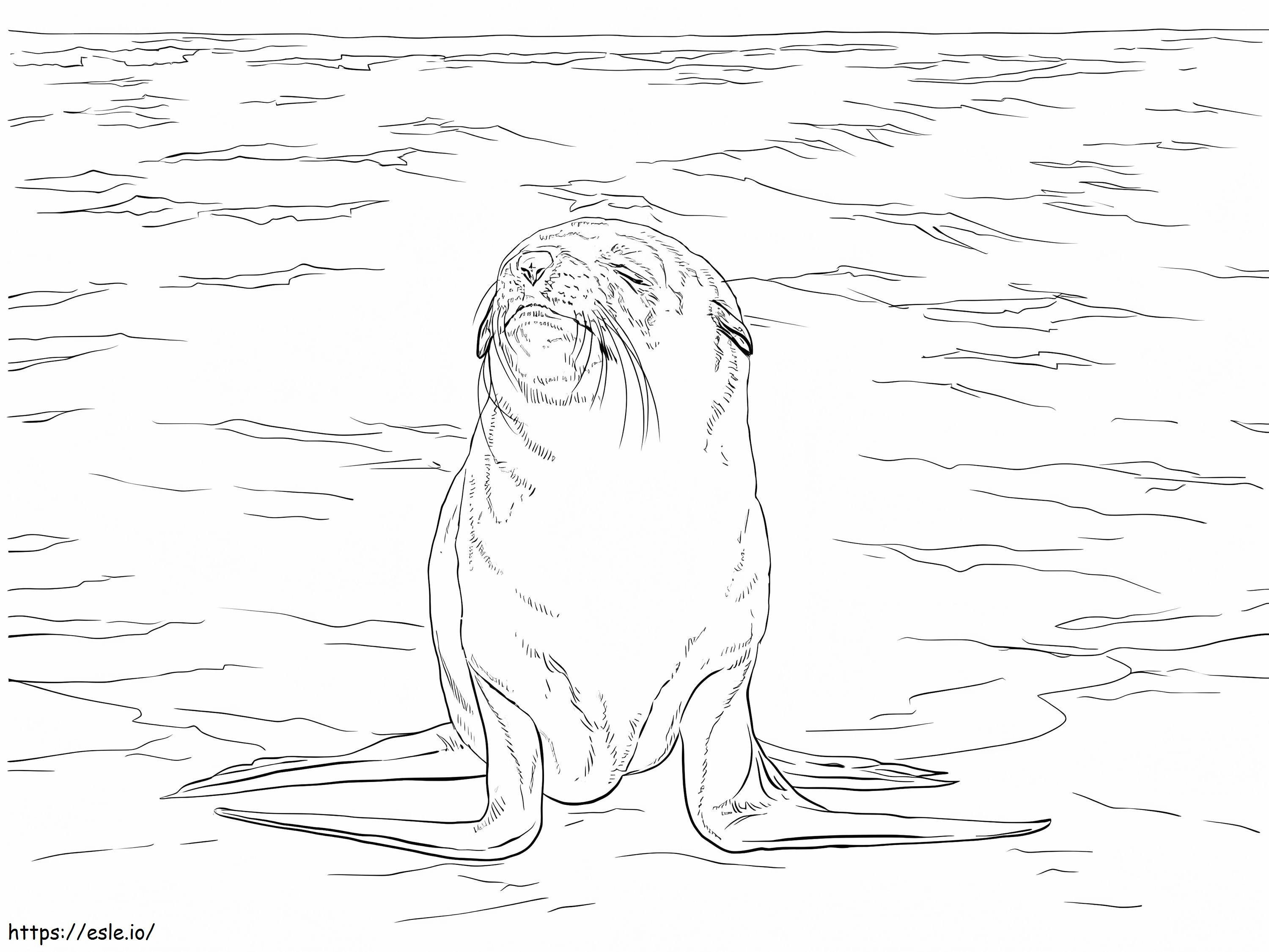 Coloriage Superbe lion de mer brun à imprimer dessin