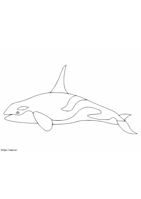 Baleia assassina para colorir para colorir