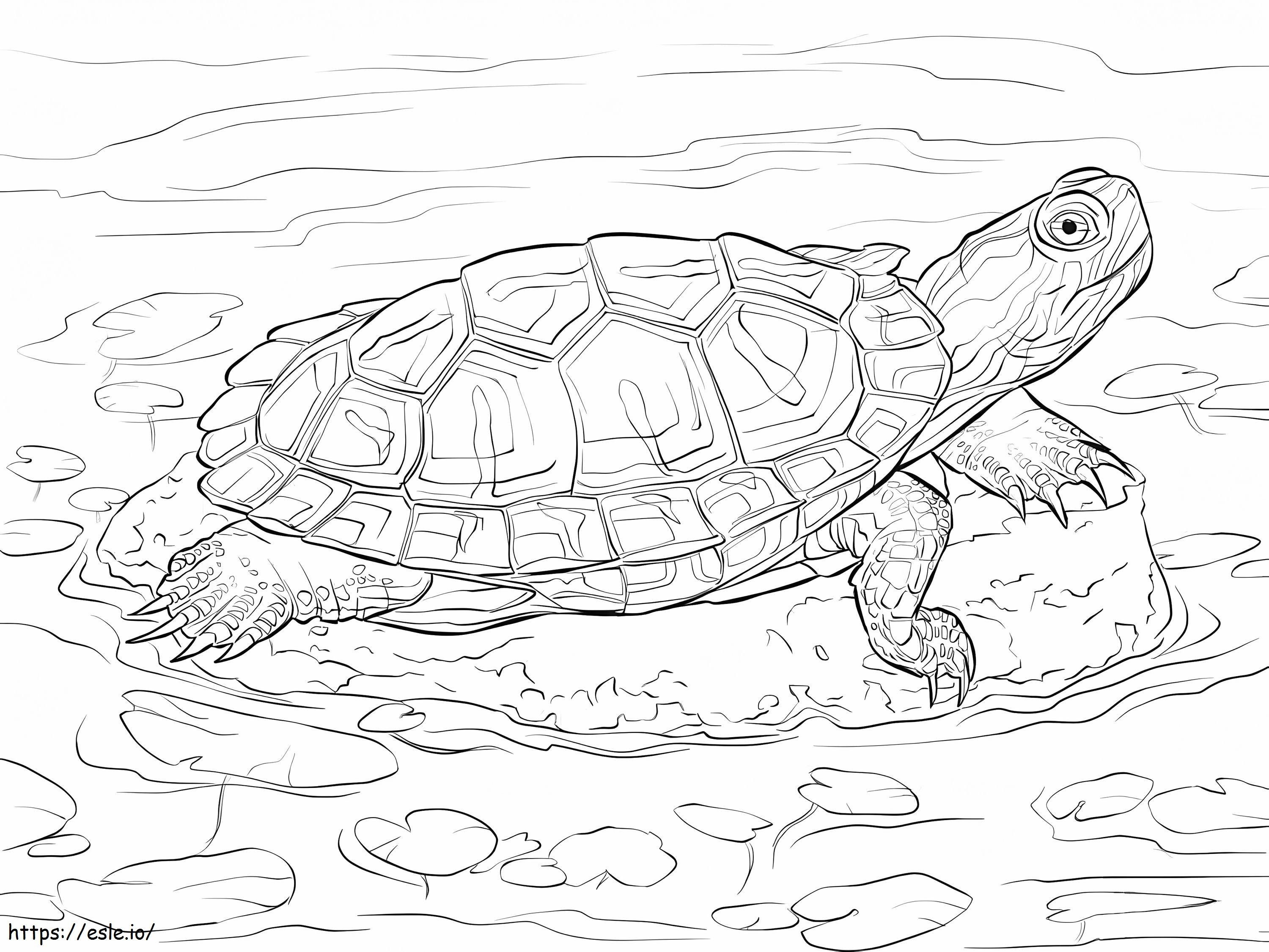 Red Ears Slider coloring page