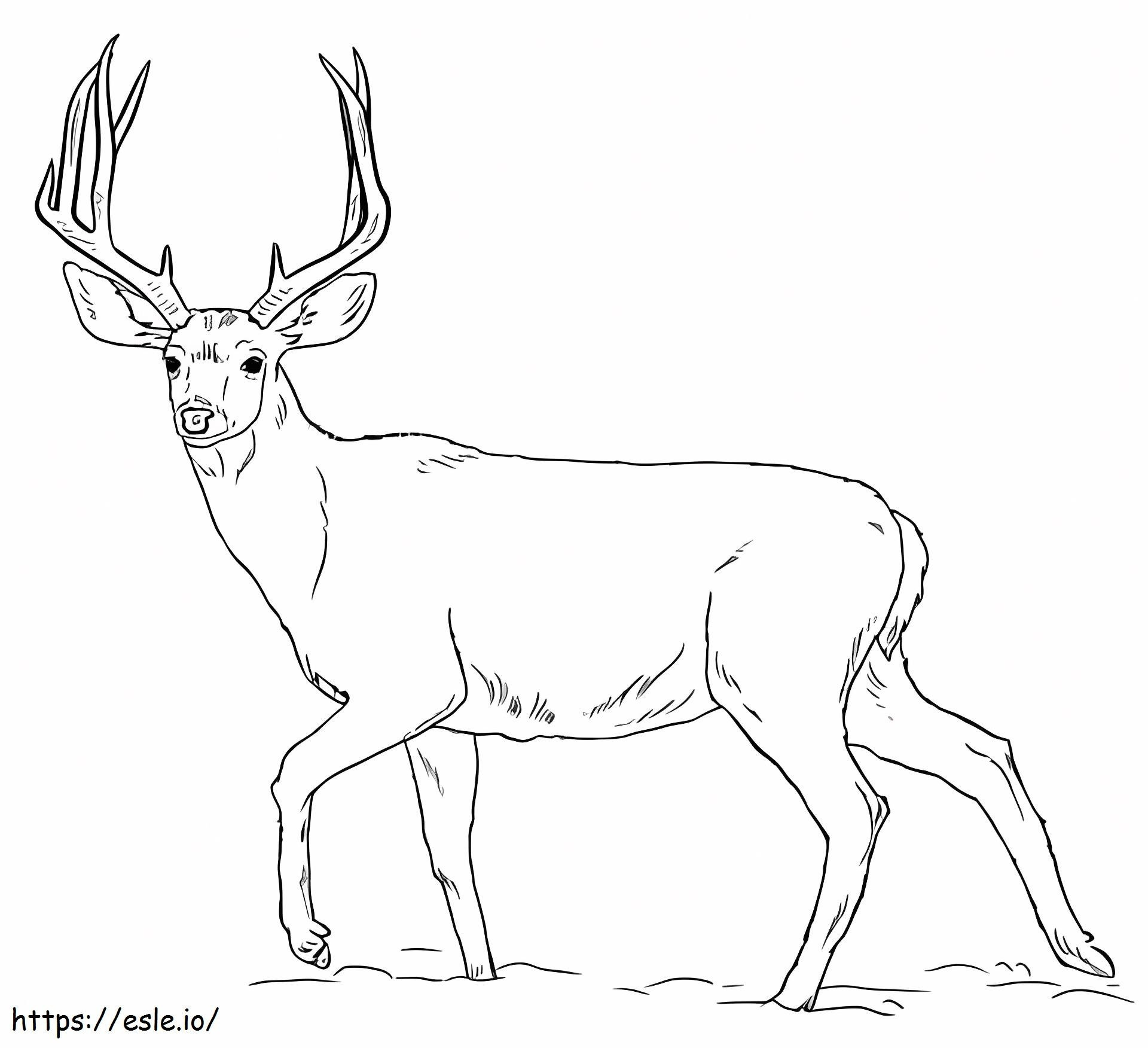 基本的な鹿 ぬりえ - 塗り絵
