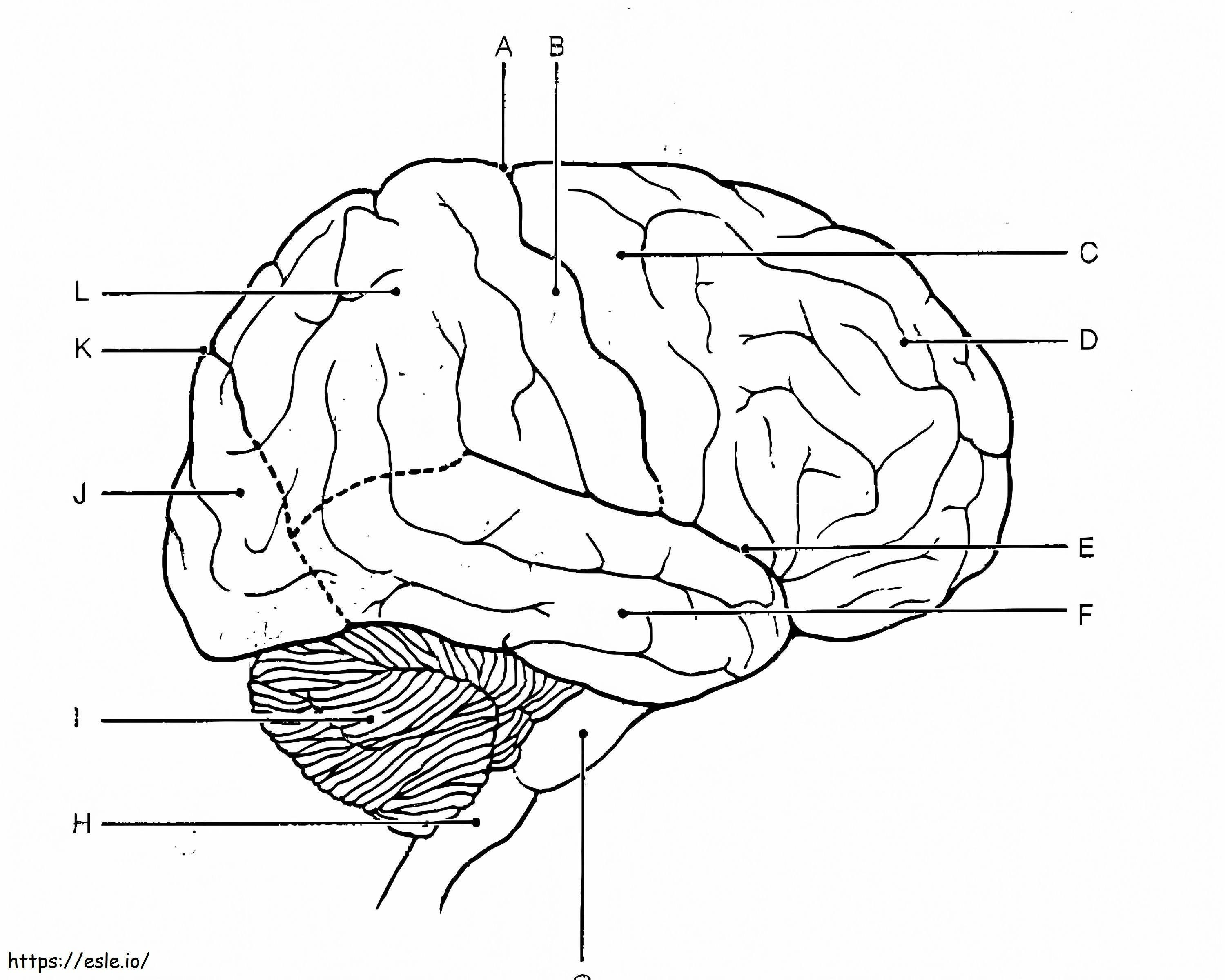 Coloriage Cerveau humain 11 à imprimer dessin