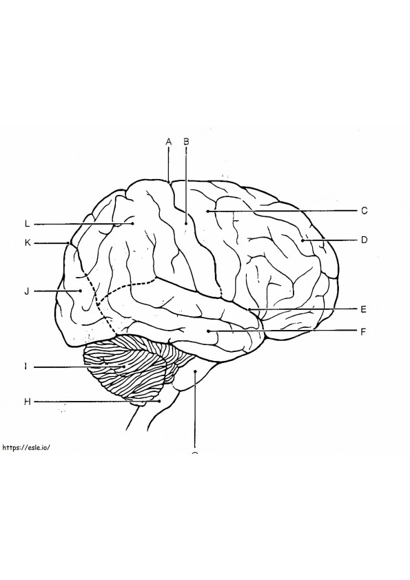 Coloriage Cerveau humain 11 à imprimer dessin