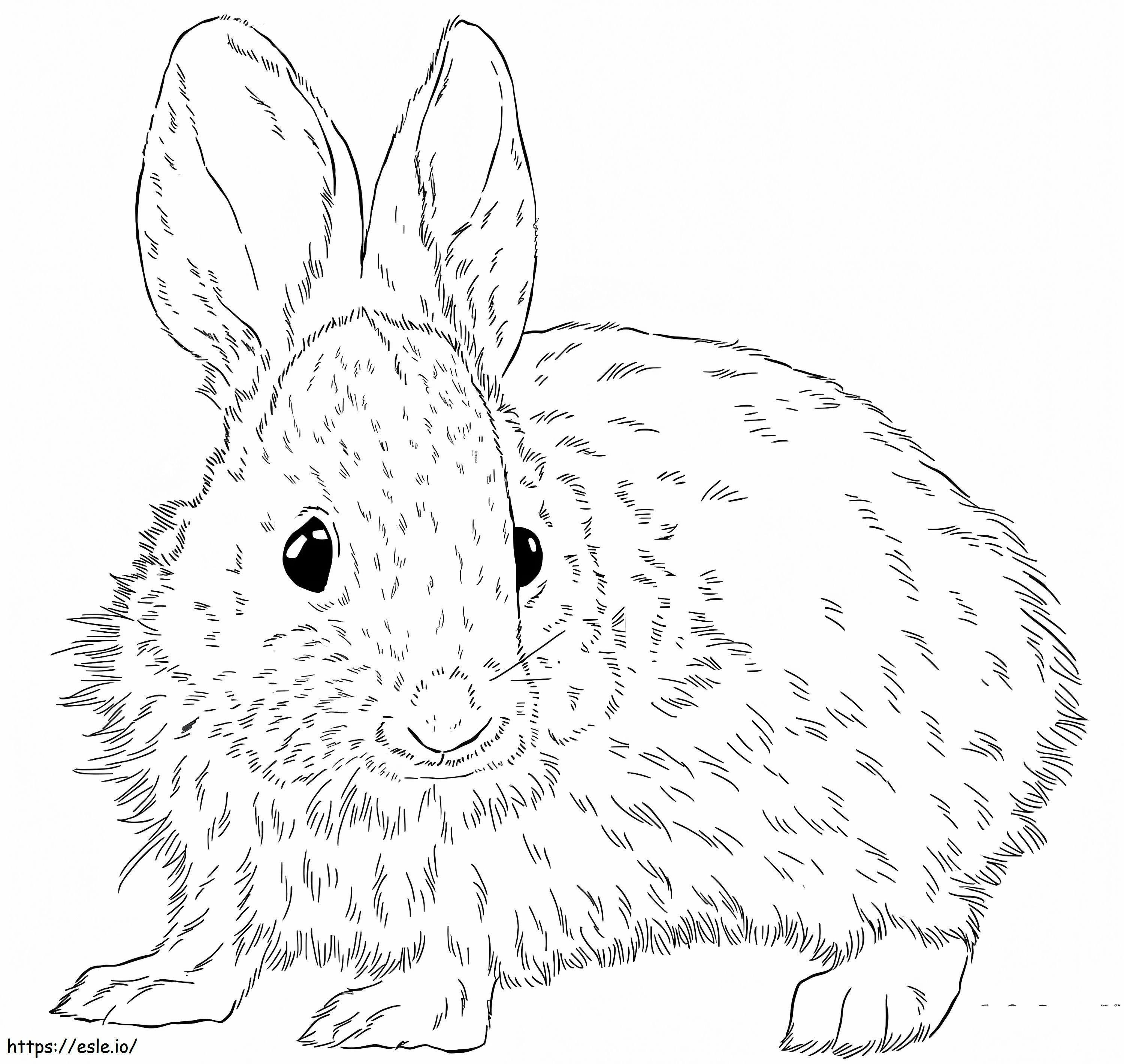 Brush Rabbit värityskuva