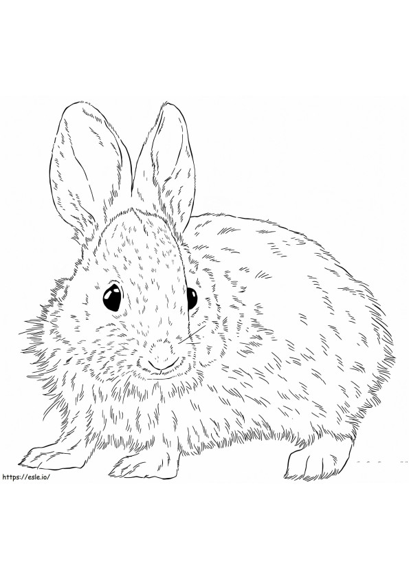 Brush Rabbit coloring page