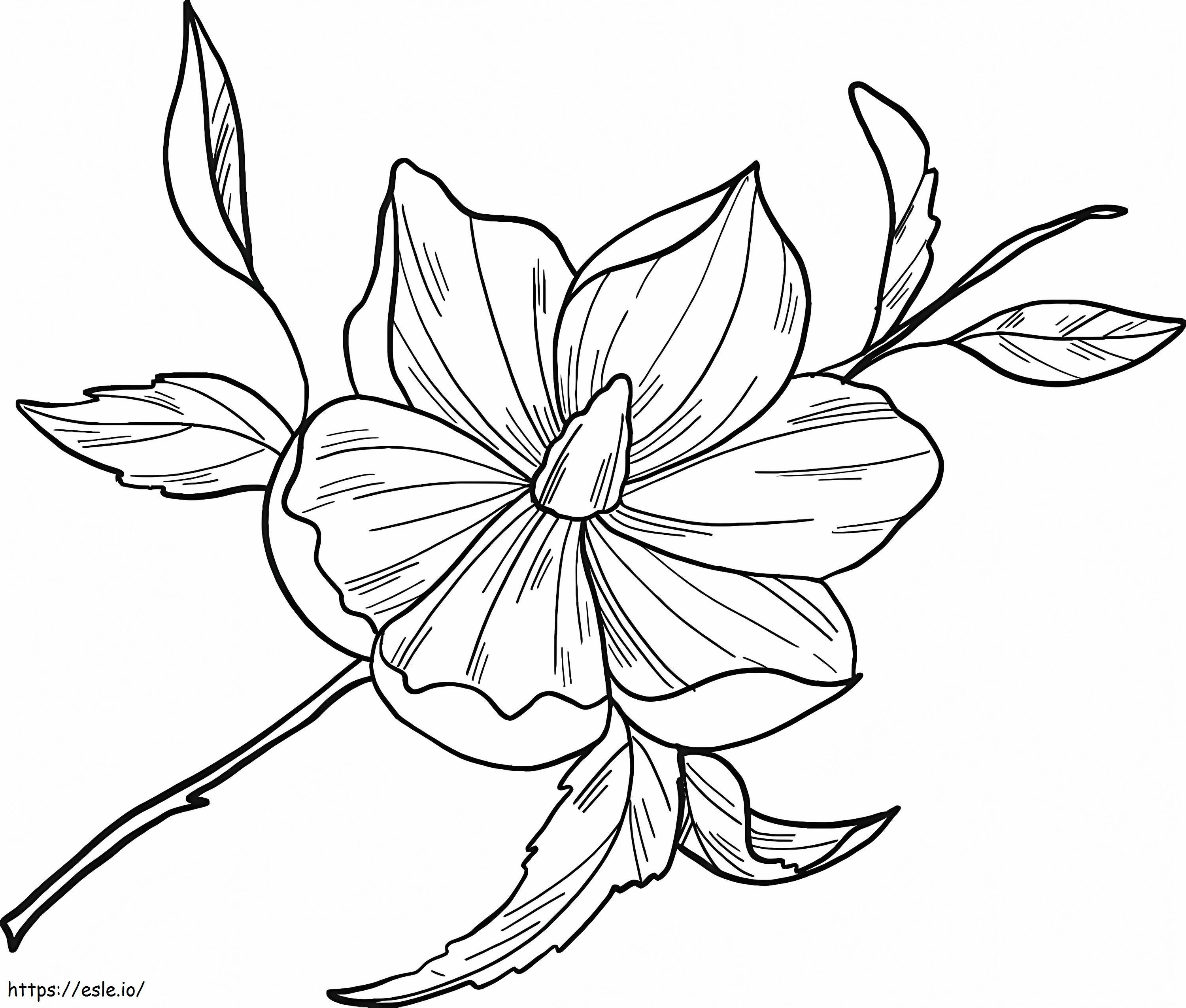 Magnolia Flower 11 coloring page