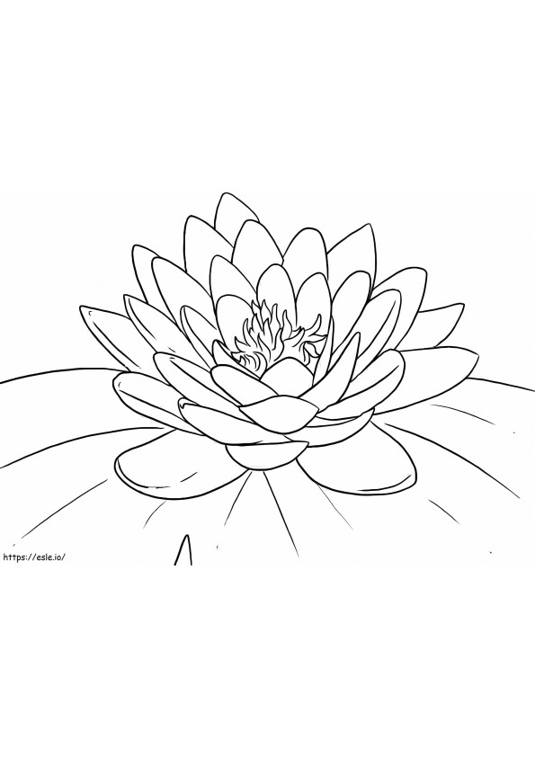 Lotus drucken ausmalbilder