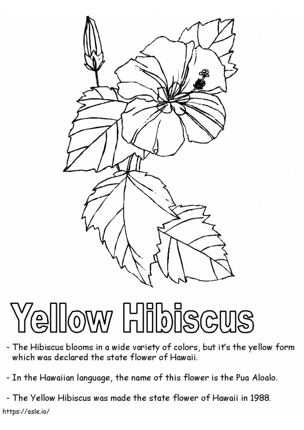 Coloriage Fleur d'hibiscus 10 à imprimer dessin