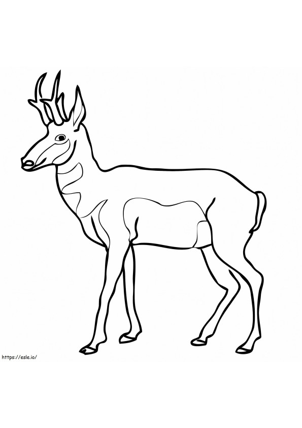 Pronghorn North American Antelope coloring page