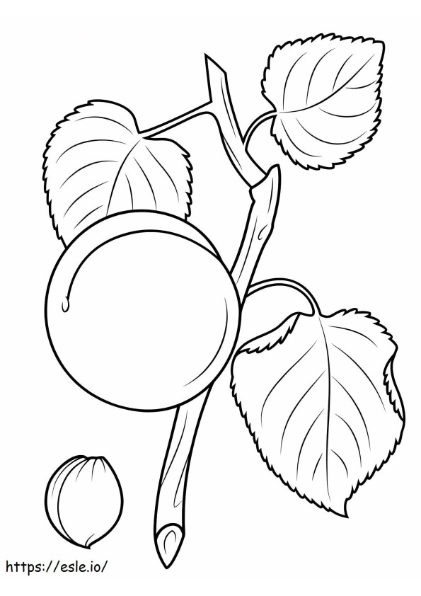 Coloriage Branche d'abricot à imprimer dessin